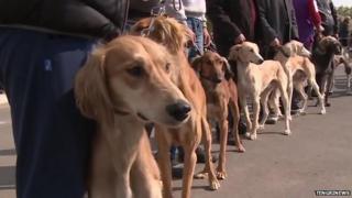 Tazy hunting dogs at a dog show in Astana Kazakhstan
