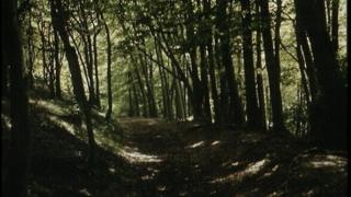 Woodland