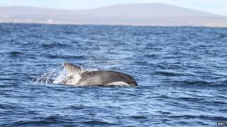 Hybrid dolphin