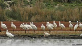 Spoonbill flock