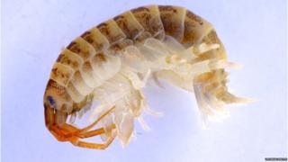 killer shrimp