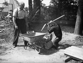 Mary the chimpanzee helps George Mottershead build a new lion enclosure at Chester Zoo, in Upton-by-Chester, Cheshire, UK, 10th August 1937