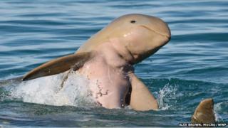 Snubfin dolphins