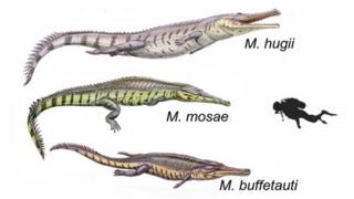 Jurassic crocodiles