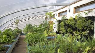 aquaponic farm scheme produces fish and vegetables - bbc news