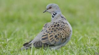 Turtle dove