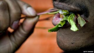 Man chewing khat