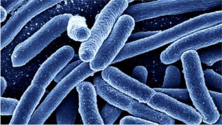 E.coli