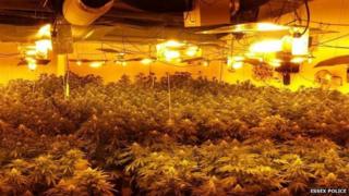 Cannabis plants in Waltham Abbey
