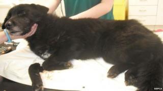 Emaciated dog