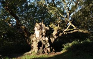 Old Knobbley