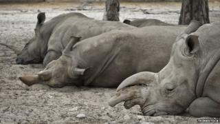 rhinoceroses napping