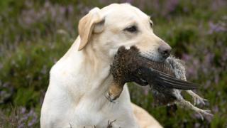 dog with bird in its mouth