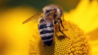 Honeybee on a flower (c) Ethel M Villalobos