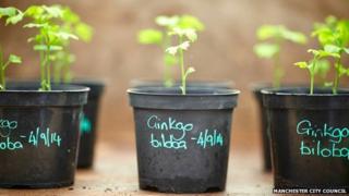 Ginkgo seedlings