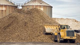 Sugar beet