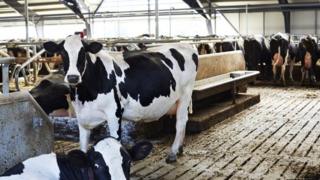 dairy farm