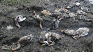 Dead ducks in Kerala