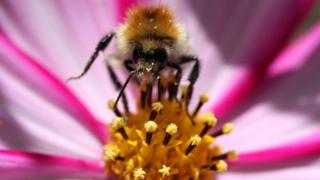 Honey bee
