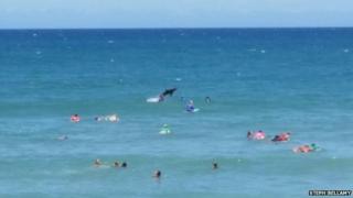 A photo of a shark leaping out of the water at Macauley's Beach, Coffs Harbour, 30 November 2014