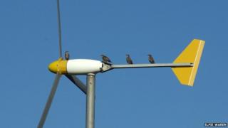 Turbine birds