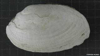 Fossilised fresh water mussels