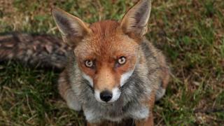 File image of a fox