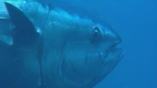 Tuna