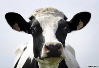 A cow in France