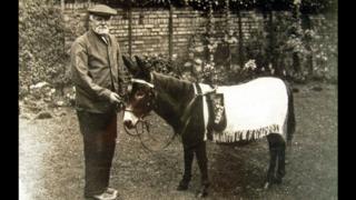 Jimmy the Donkey was bought by the RSPCA in 1920