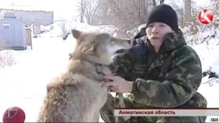 Nurseit Zhylkyshybay and his wolf