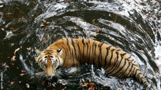 bengal tiger