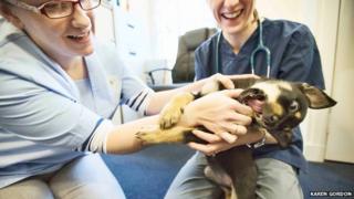 dog at vets