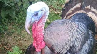 Turkey