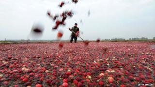 cranberry harvest