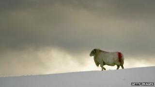 Sheep