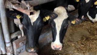 cows in a barn in Lithuania