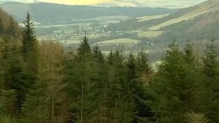 Whinlatter forest in Cumbria