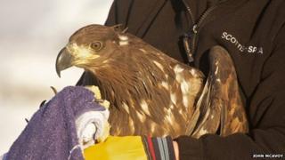 Kellan the sea eagle