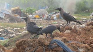 Crows at a rubbish dump in Mombasa