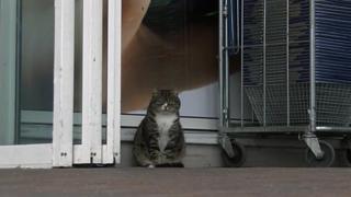 The tabby cat named Mango