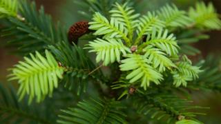 Wollemi pine