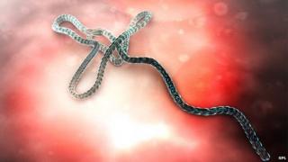 Ebola virus illustration