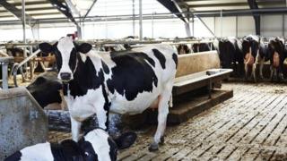 dairy farm