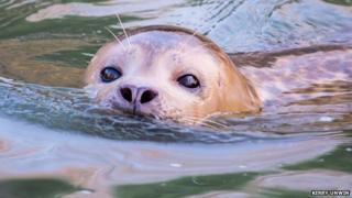 Common seal