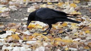 A crow