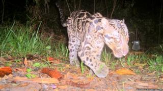 The Sunda clouded leopard Neofelis diardi photographed in the Deramakot Forest Reserve in Sabah Malaysian Borneo