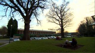Trees at university