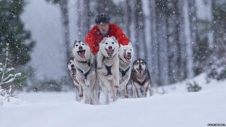 sled