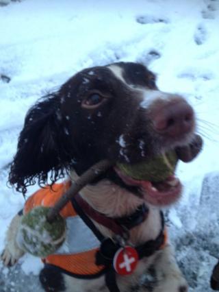 Heidi the search and rescue dog